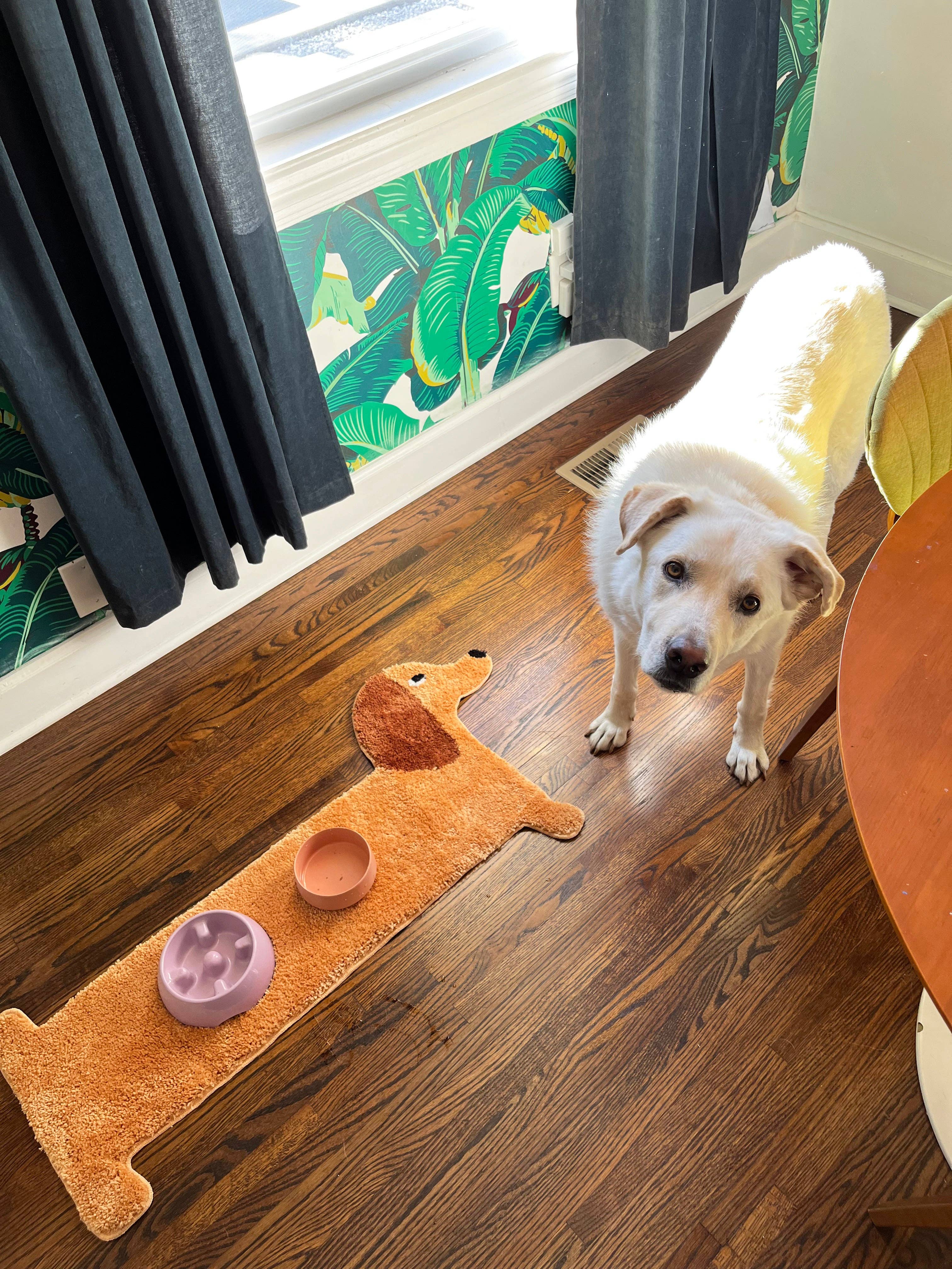 A Shop of Things Dog Rug - Image 2