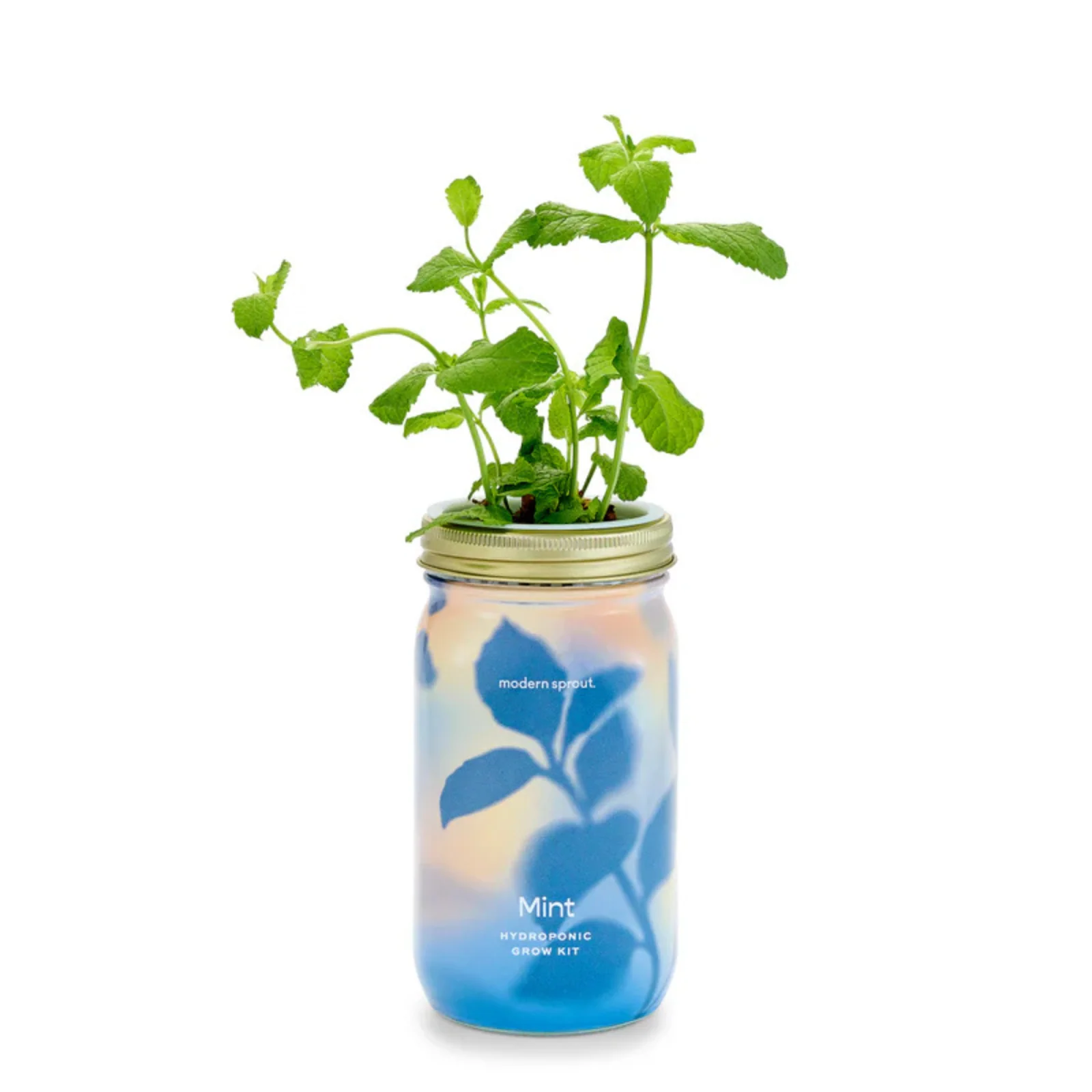 Modern Sprout Hydroponic Garden Jar - Image 4