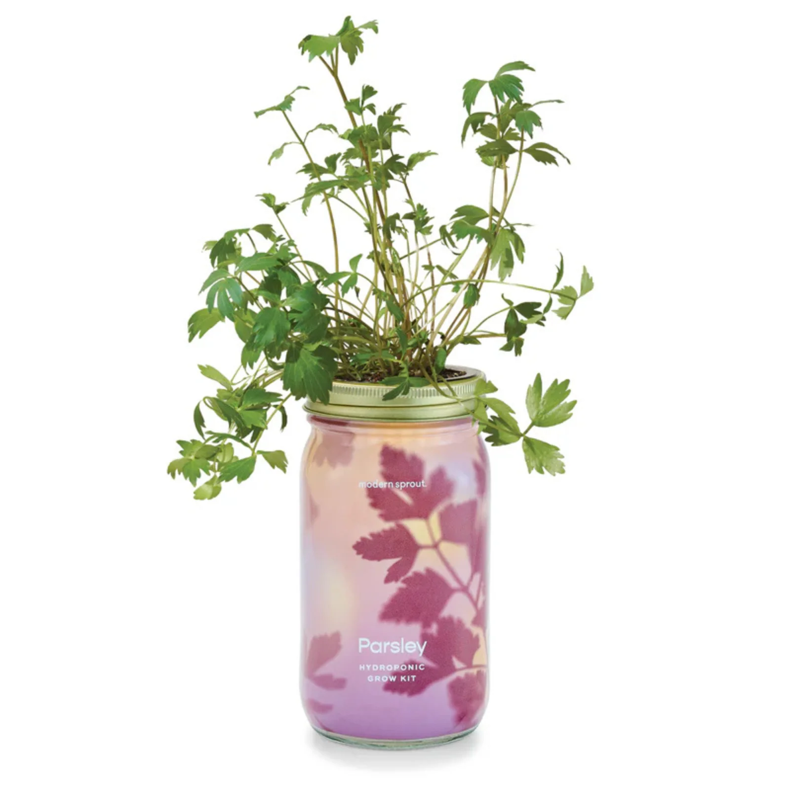 Modern Sprout Hydroponic Garden Jar - Image 5