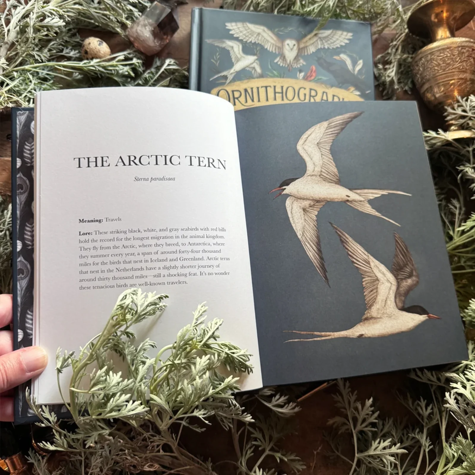 Ornithography: An Illustrated Guide to Bird Lore & Symbolism - Image 2