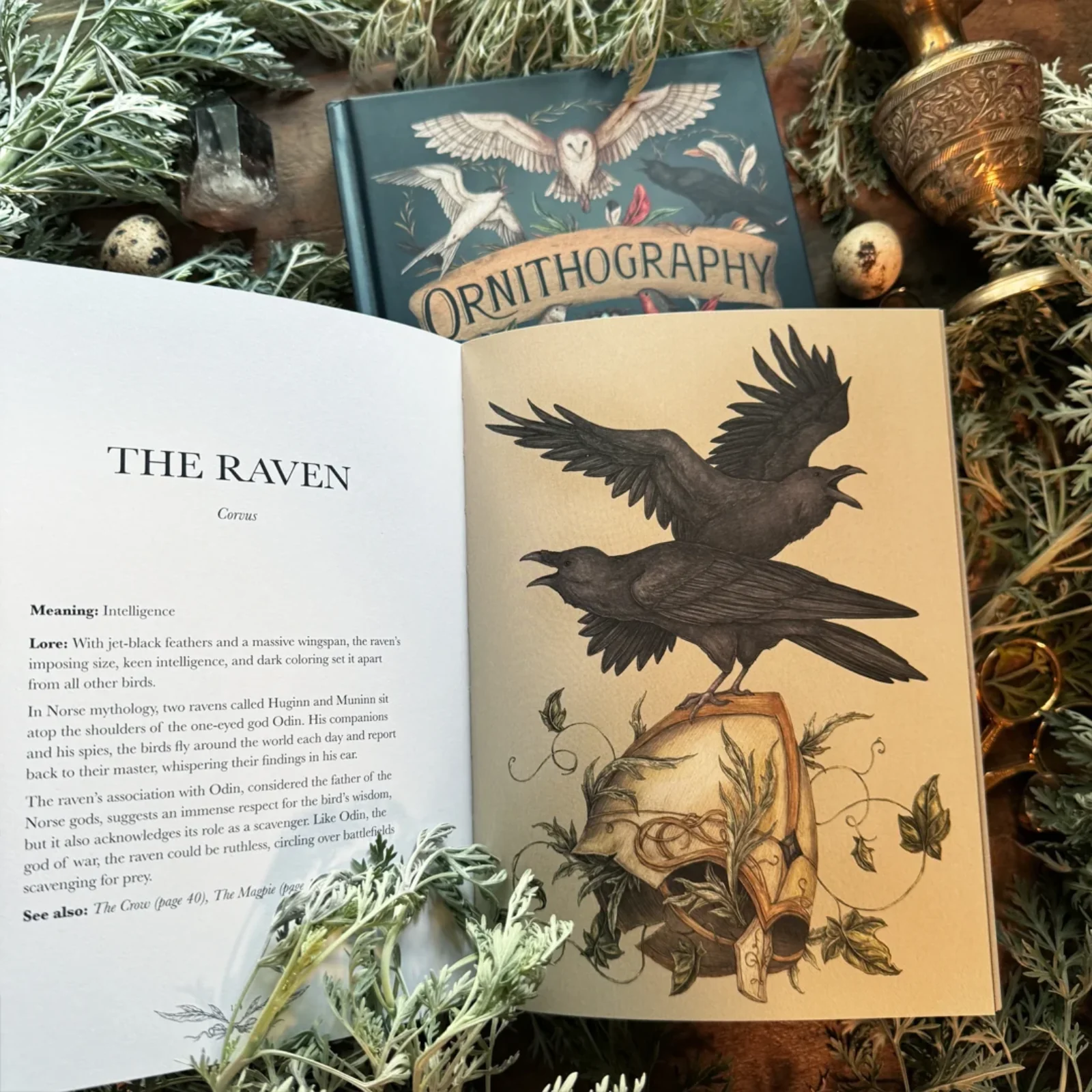 Ornithography: An Illustrated Guide to Bird Lore & Symbolism - Image 4
