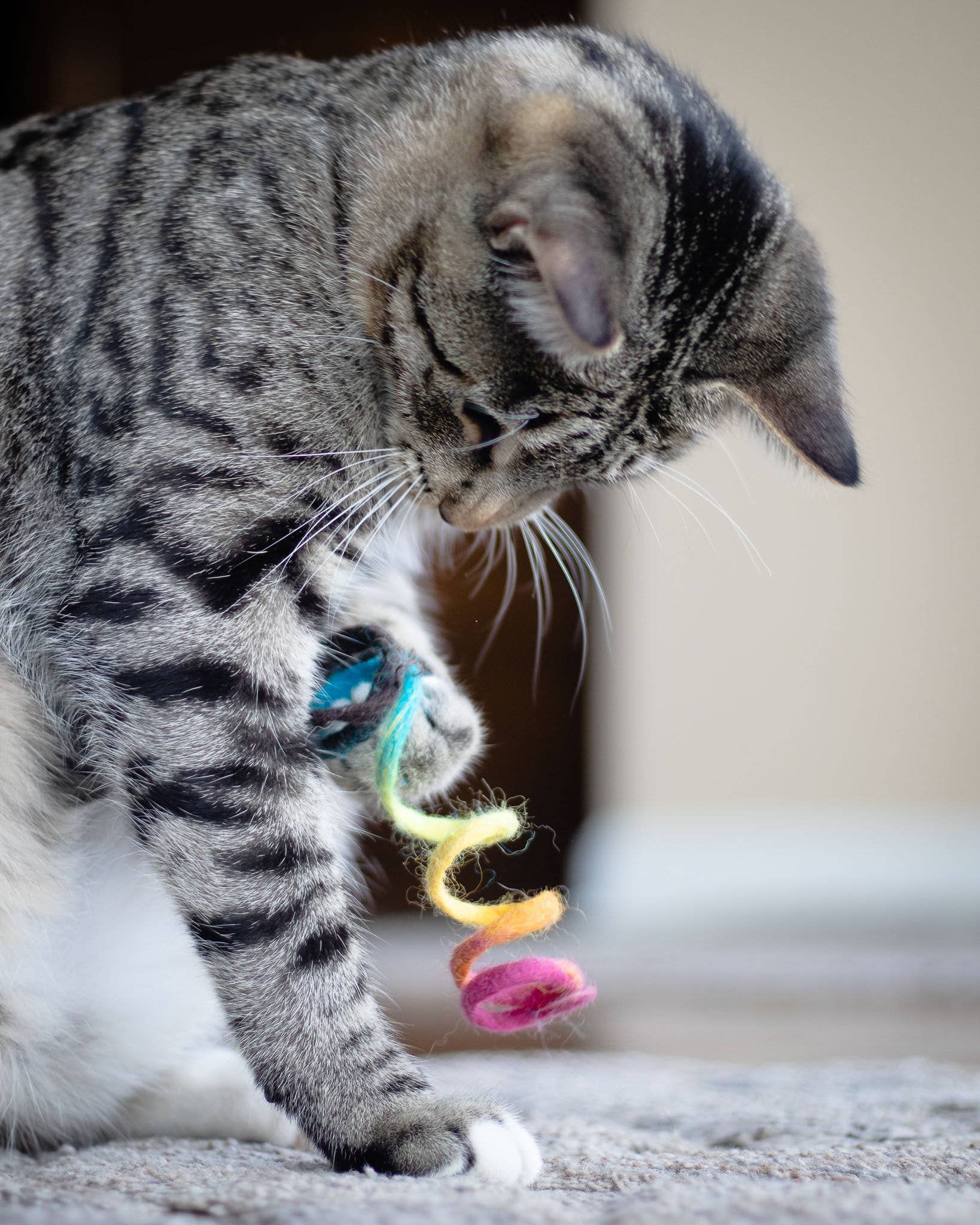 Spring Eco Toy - Rainbow - Image 2